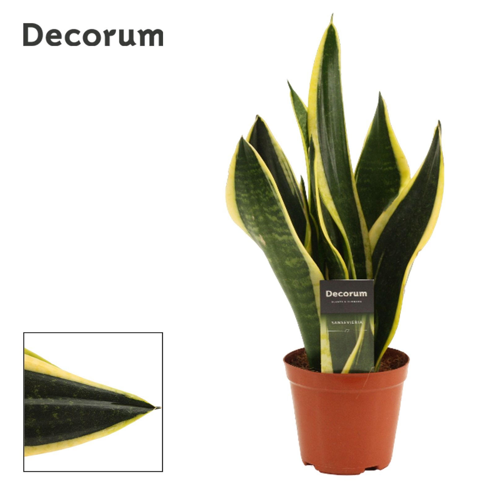 Sansevieria Night Shade 12 cm (Decorum), D 12