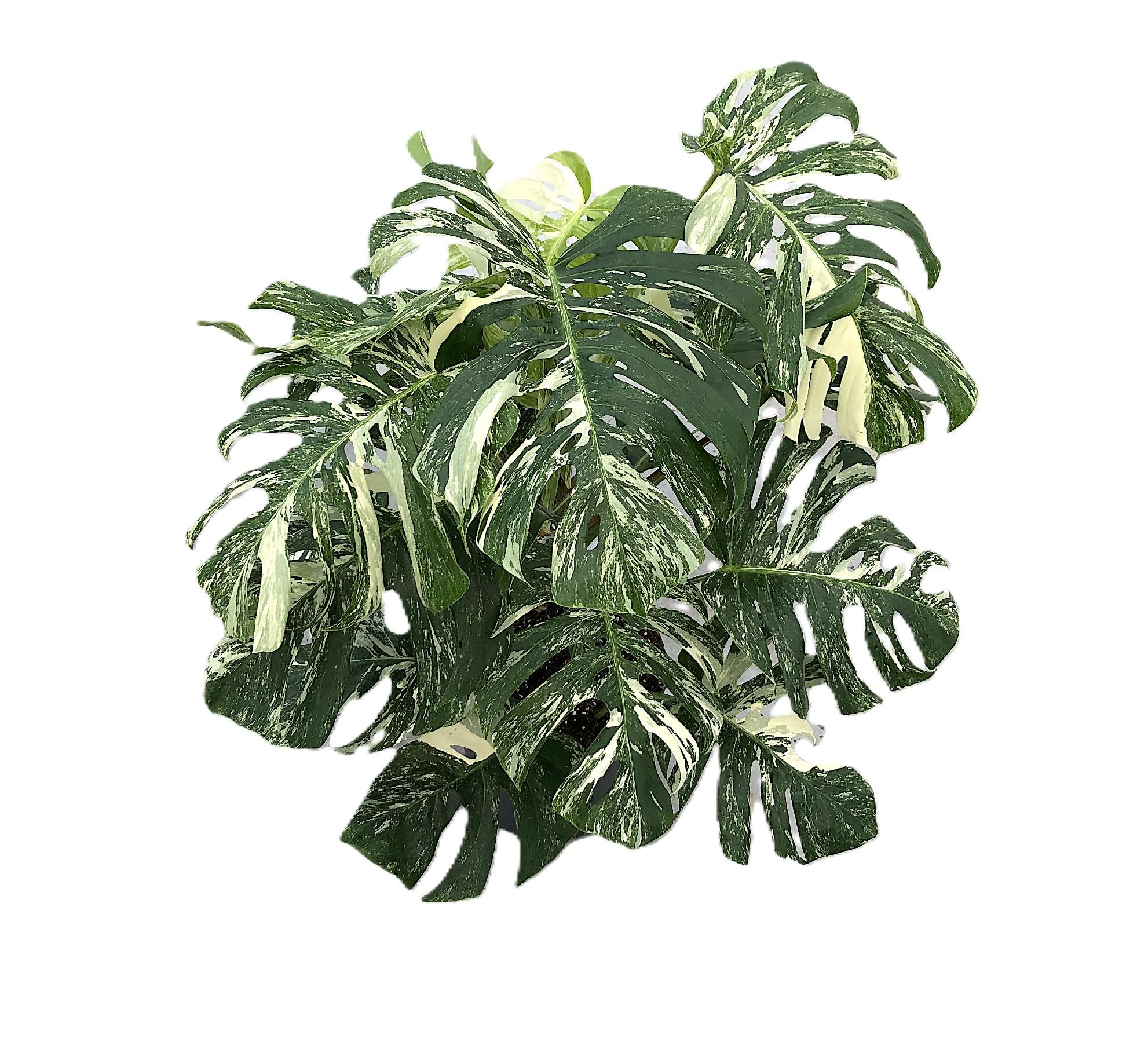 Monstera variegata p30 3pp struik, D 30
