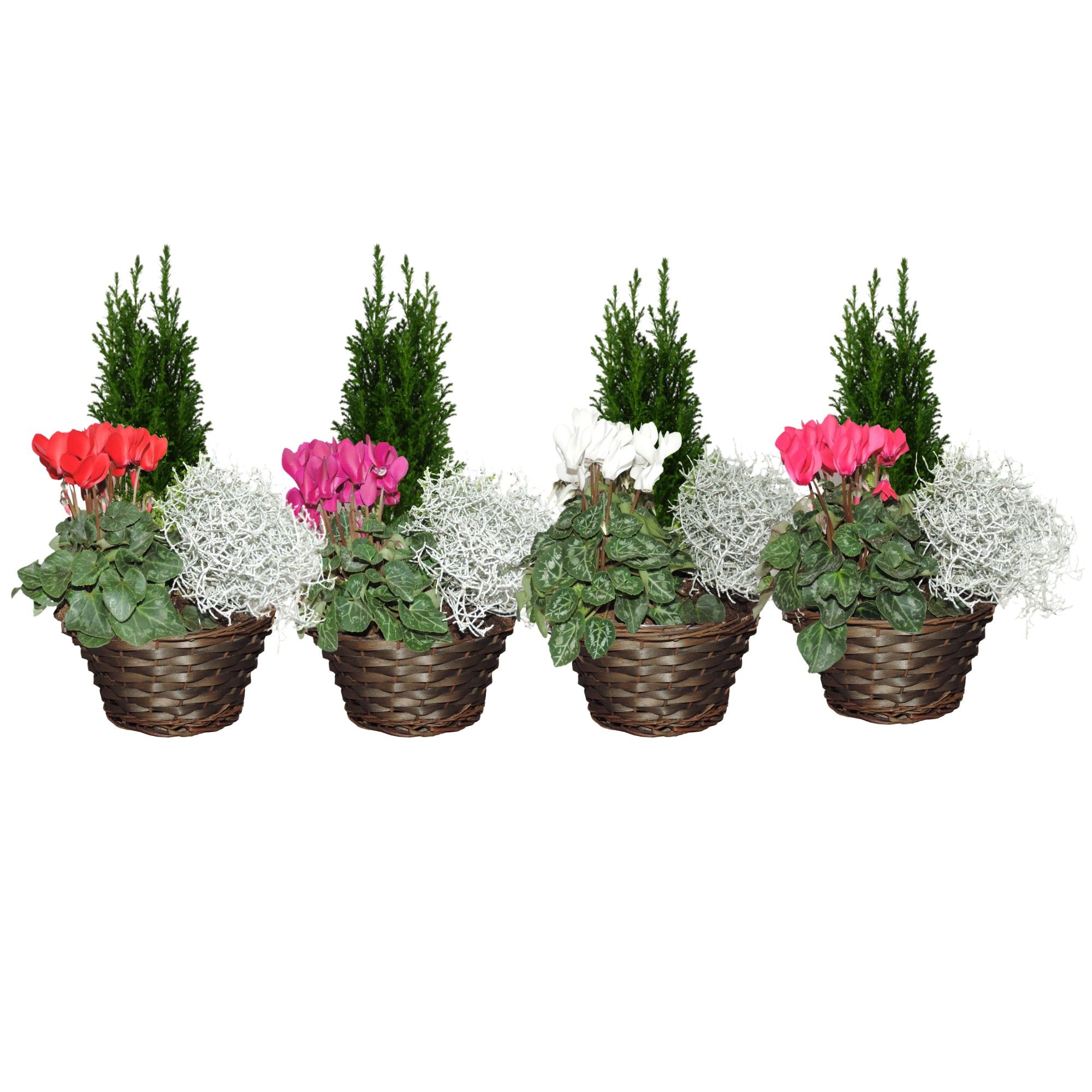 Collectie Hanoi Arrangement in Mand 22 cm, D 22