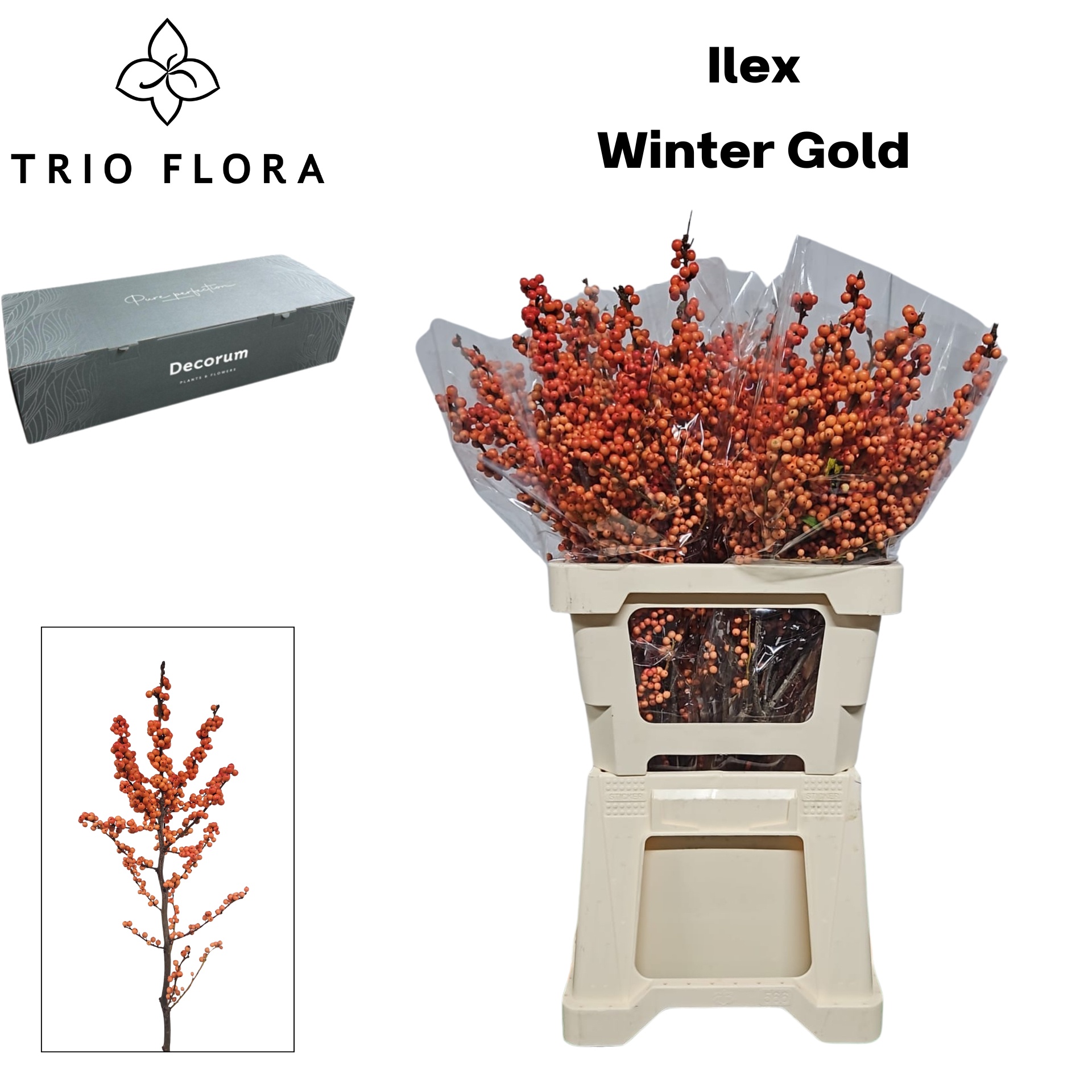 Илекс Винтер Голд 60, шт.