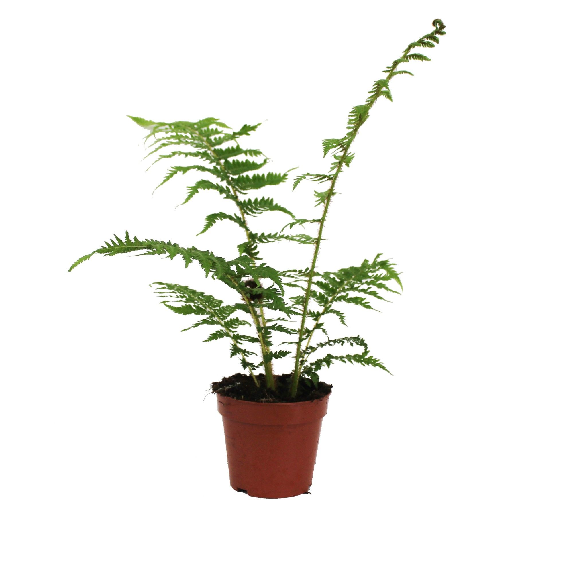 Cyathea Cooperii (Australian Tree Fern), D 12