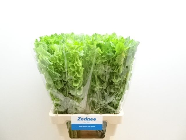 Молюцелла Овериг за стебель 70 (зел.), шт.