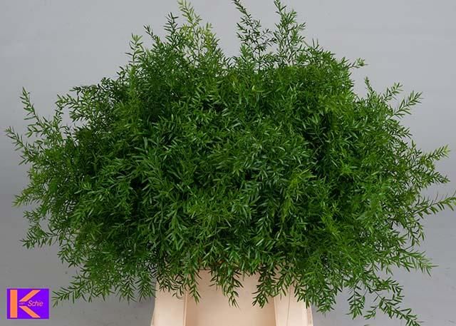 Аспарагус Квебе 50, шт.