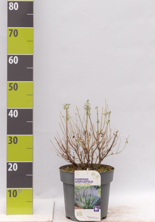 Perovskia atriplicifolia 'Little Spire' C 4,6, D 23