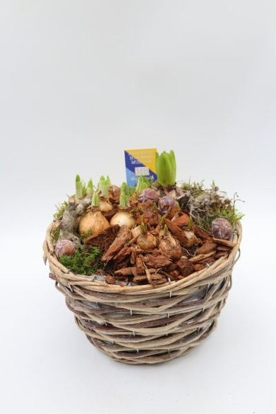 Bollen, mand taps rond M, D 24