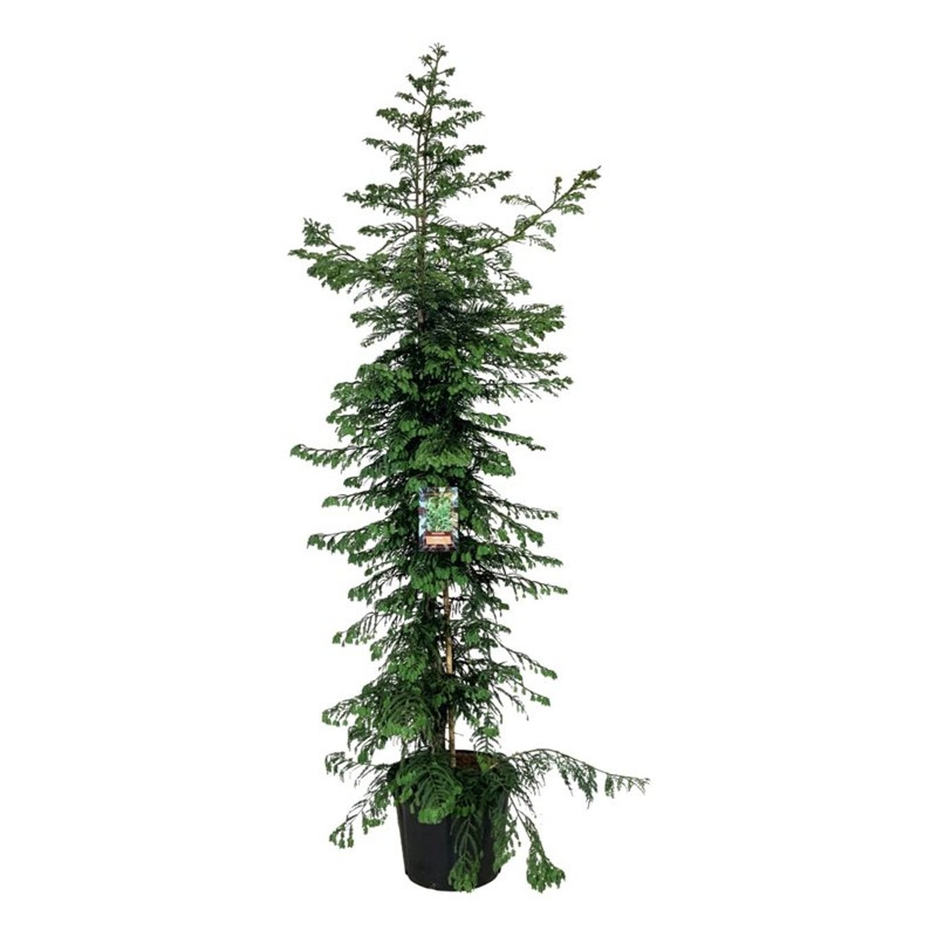 Sequoia sempervirens 'Xeno', D 55 cm