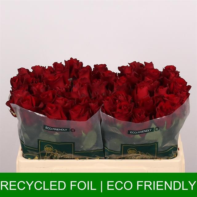 Роза од. Эксплорер 50, шт.