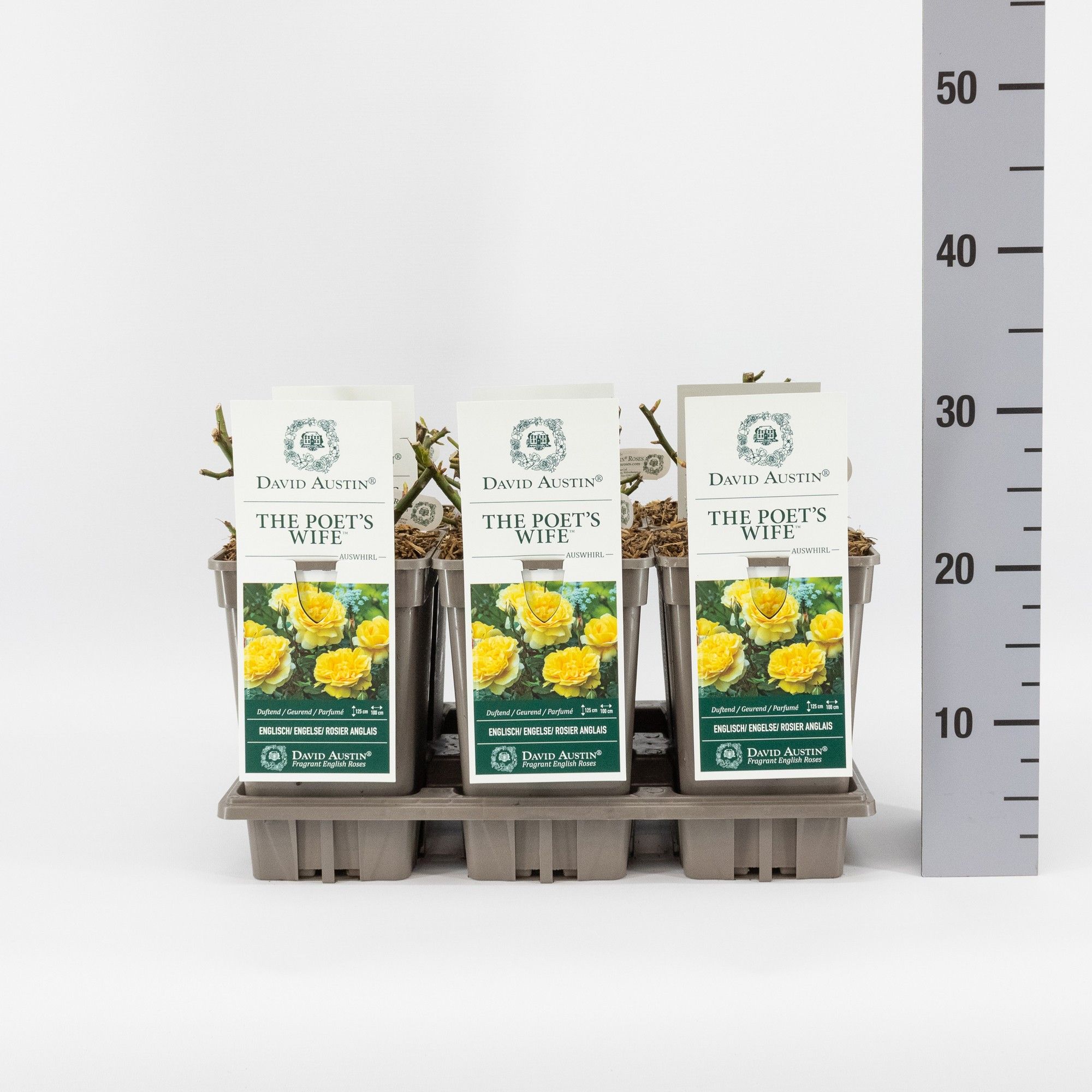 Rosa (Aus) The Poet's Wife ®, C3, D 17