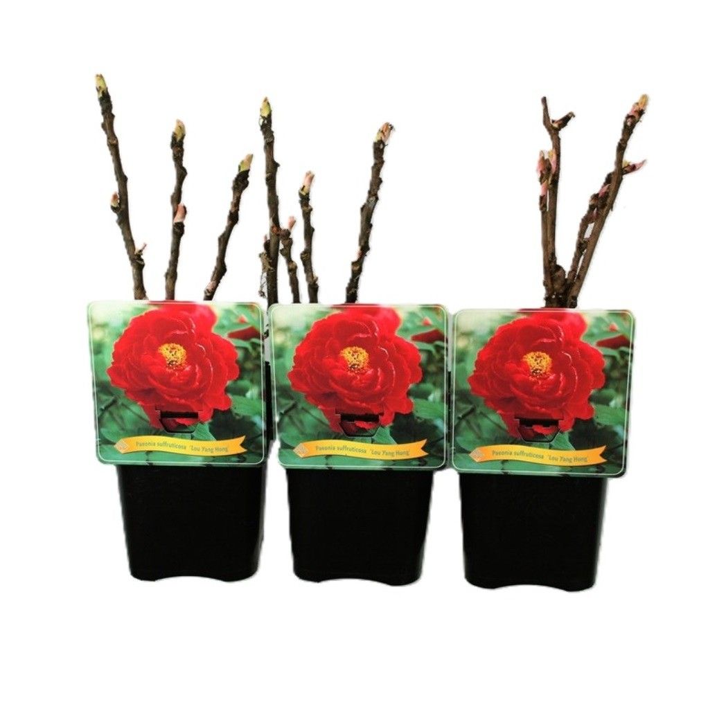 Paeonia Suffruticosa 'Luo Yang Hong' C5, D 21