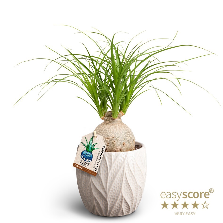 BEAUCARNEA RECURVATA 41103037 Leaf Sand Beaucarnea, D 12 cm