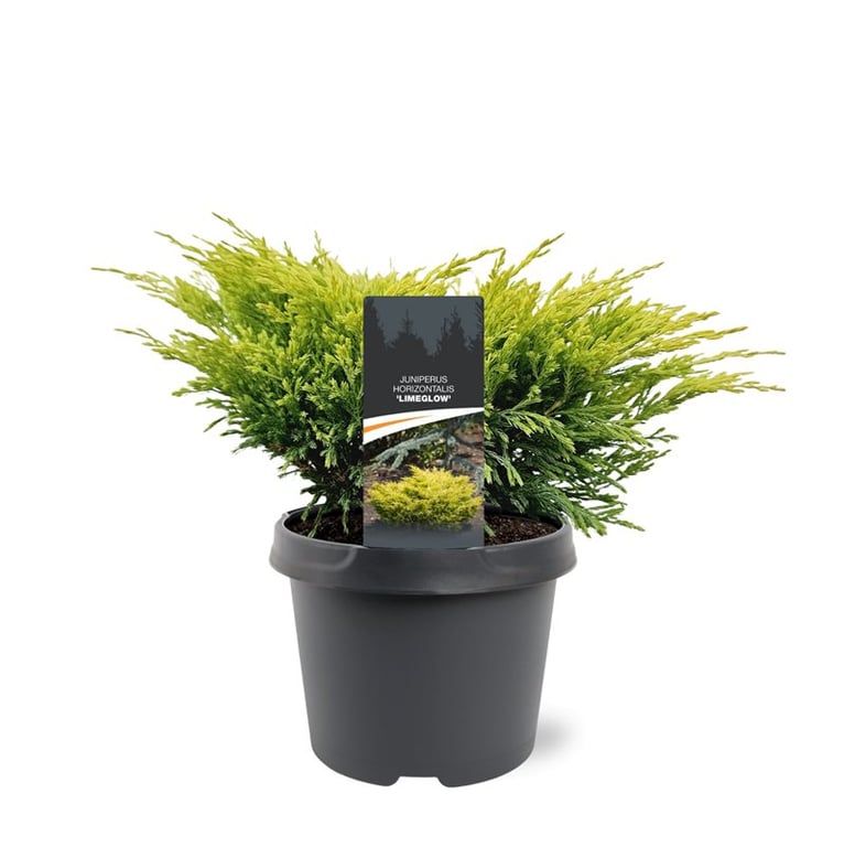 Juniperus horizontalis 'Limeglow', D 19 cm