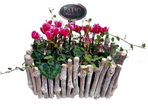 CYM783-9001 Cyclaam/Muehlenbeckia druivenhout S, D 22 cm