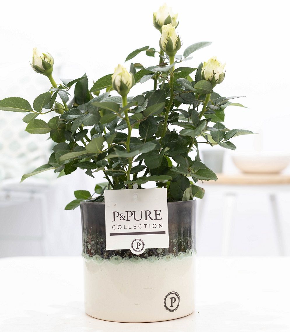 Rosa white in P&PURE Illusion cer. (perfectly imperfectable), D 12