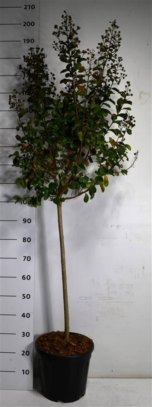 Lagerstroemia i. Pink Velour, D 38