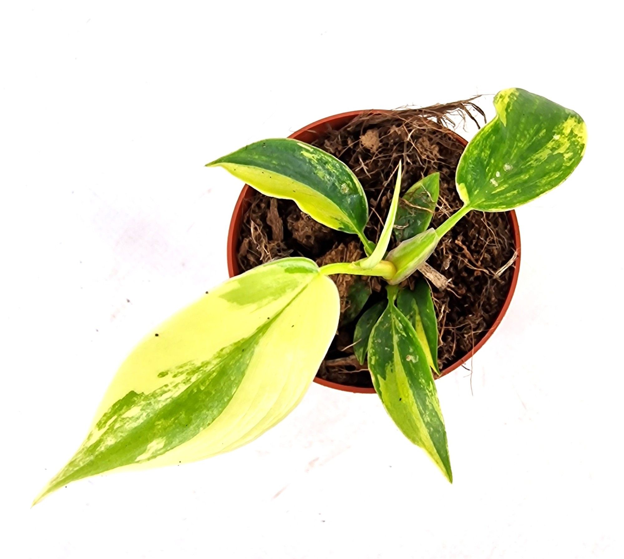 Philodendron Florida Beauty, D 7