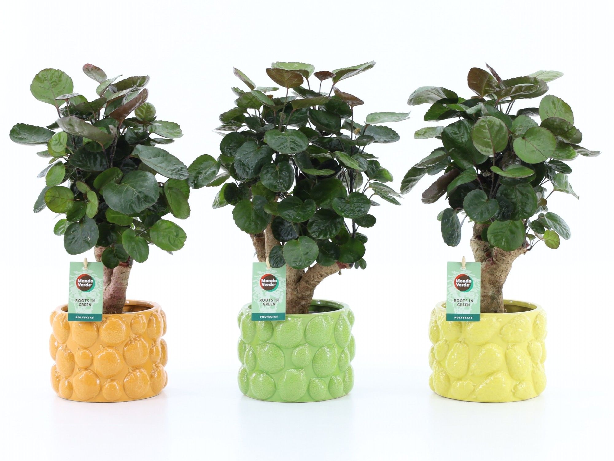 Polyscias Fabian in Dolce Frutta, D 15