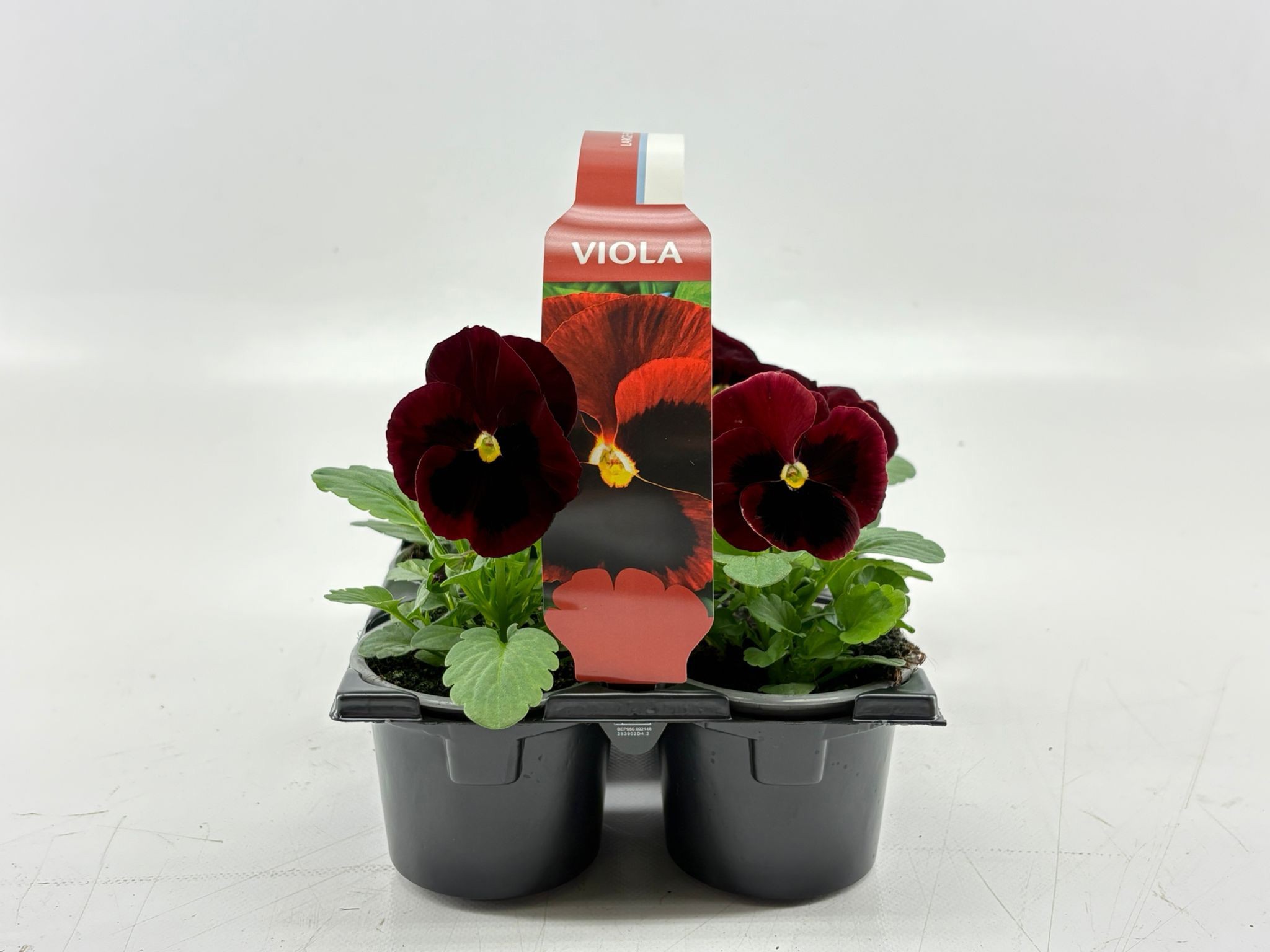 Sixpack Viola F1 Red With Blotch, D 9 cm Sixpack Viola F1 Red With Blotch, D 9 cm