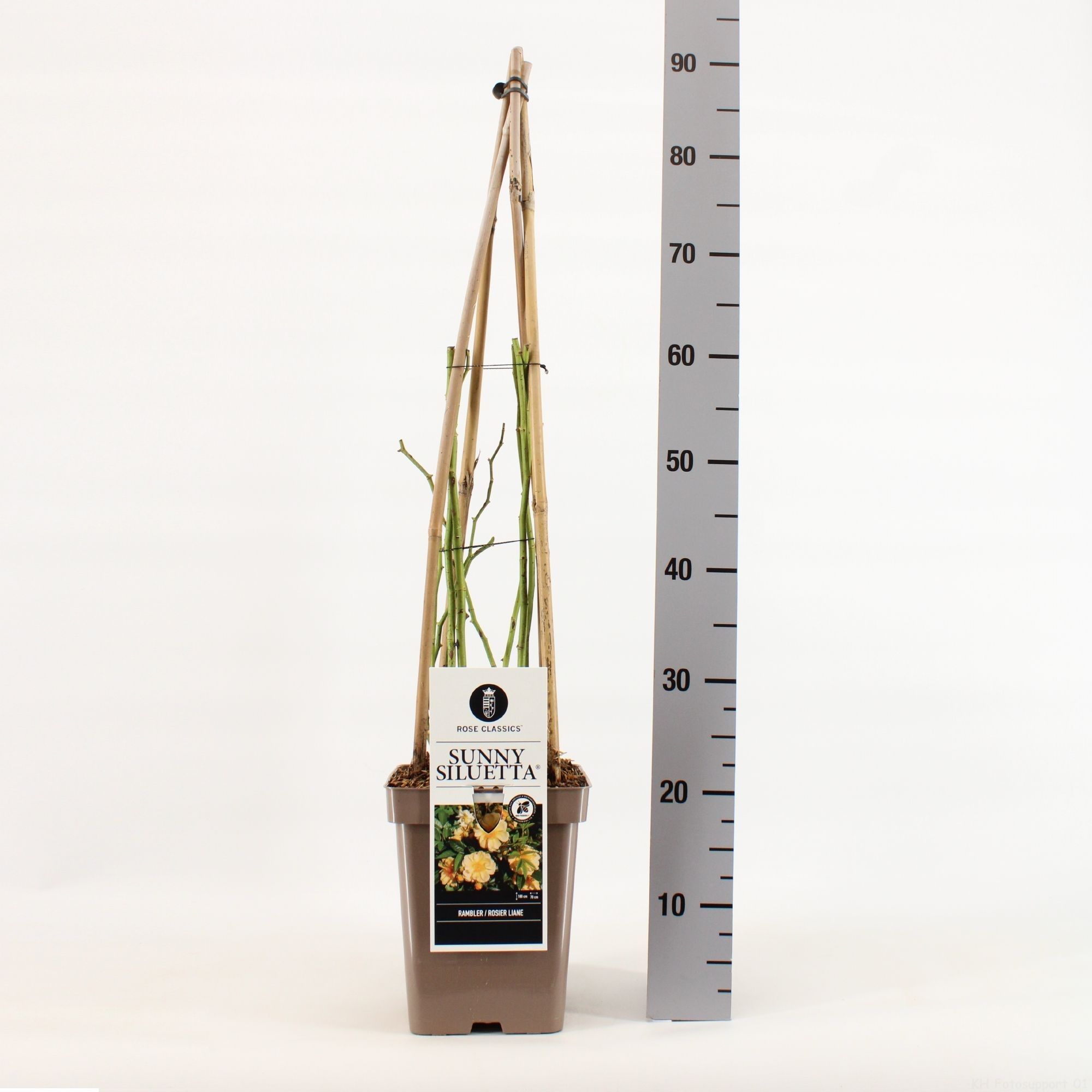 Rosa Rambler Sunny Siluetta ®, C5, 4 stok 90cm, D 23