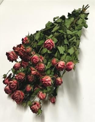Роза куст. Задик! 50, шт. Роза куст. Задик! 50, шт.
