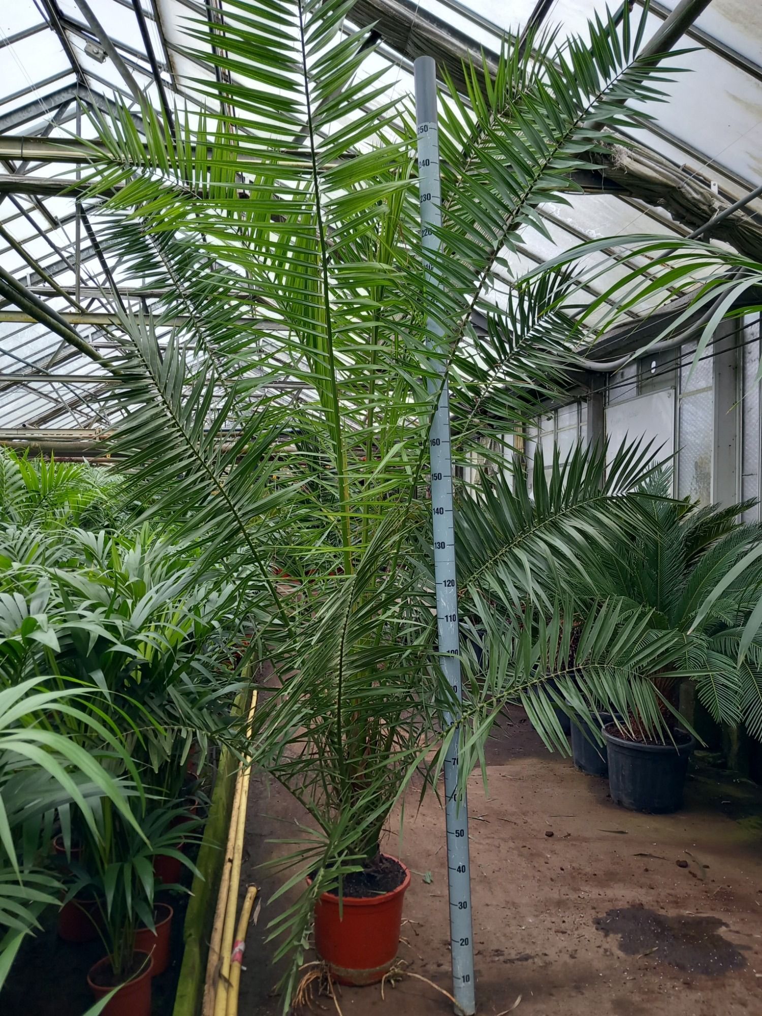 phoenix canariensis, D 30