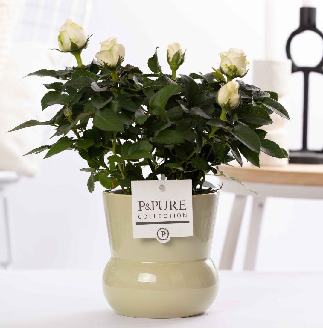 Rosa white in P&PURE Plant Vase Maxima green, D 12