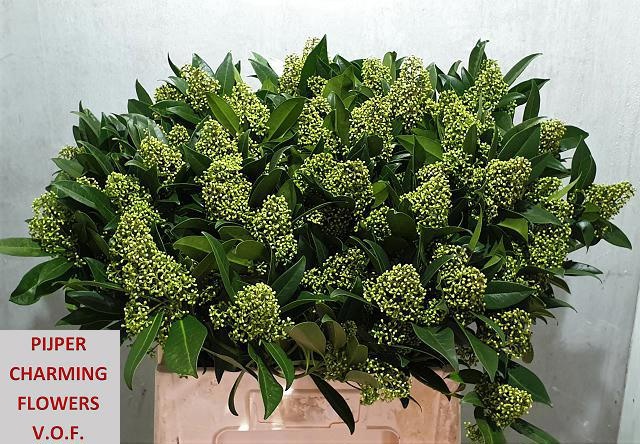 Скимия Кью Грин за пучок 60 (зел.), пуч.