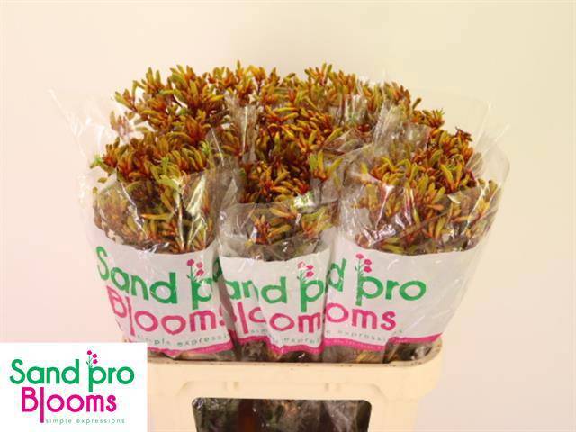 Анигозантус Голд Фивер 80, шт.