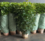 Счеффлера 32 110