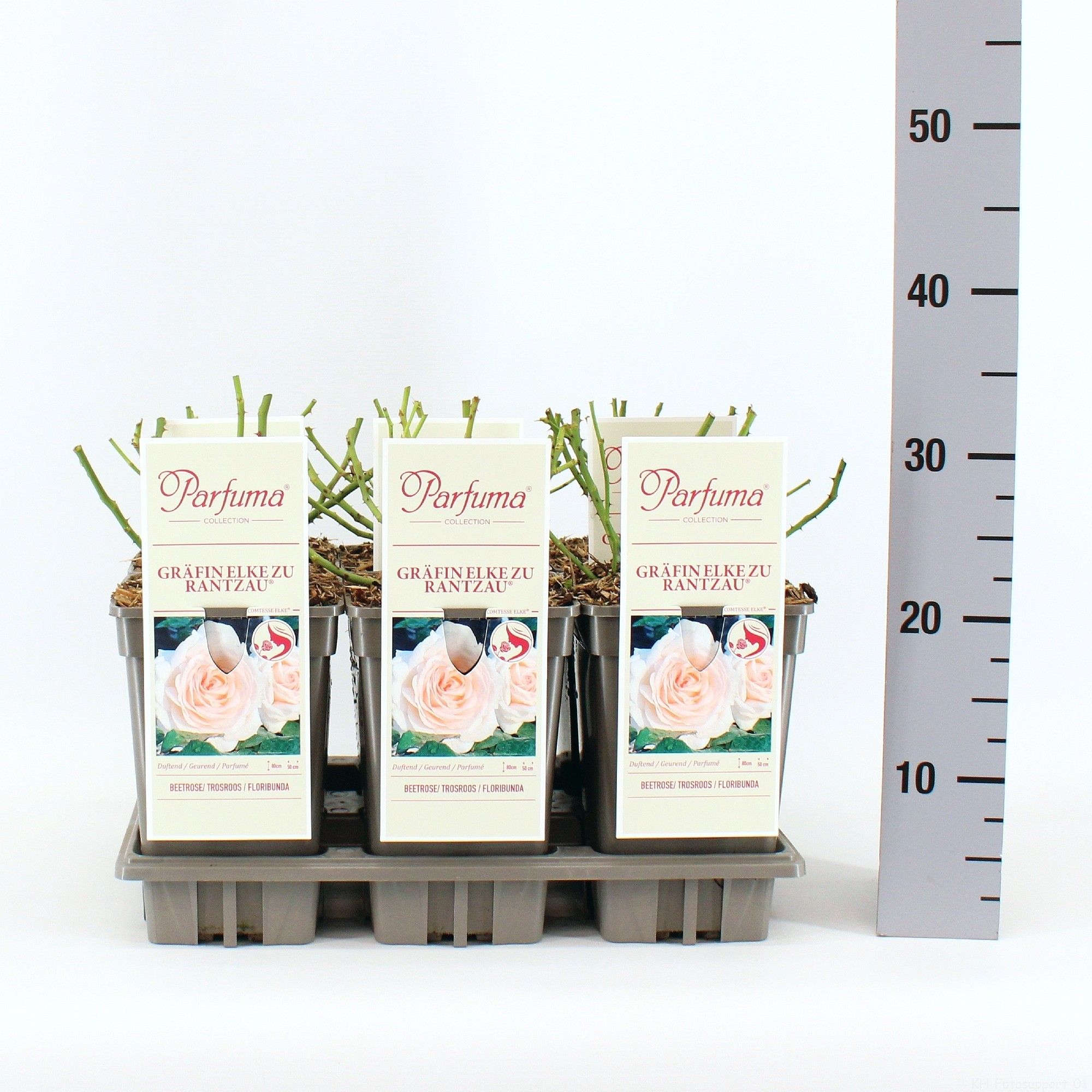 Rosa Parfuma (F) Gräfin Elke zu Rantzau ®, C3, D 17