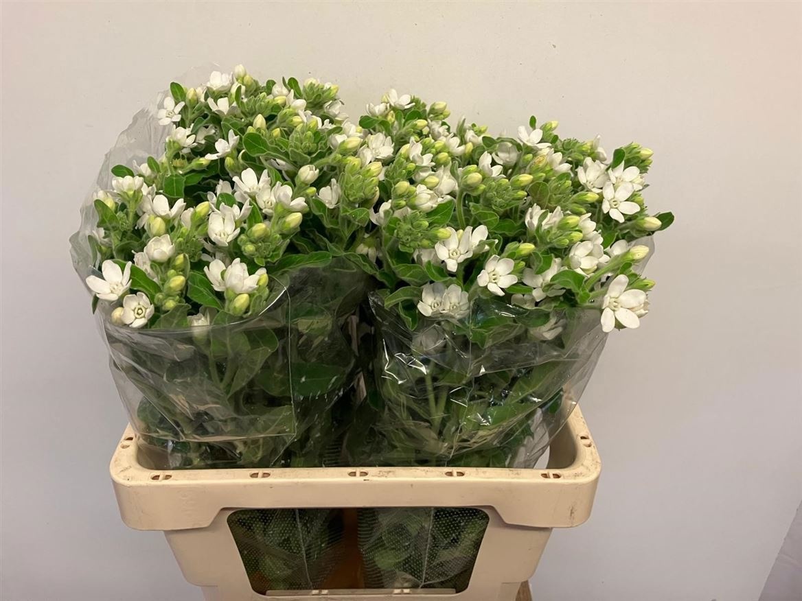 Оксипеталум Перфект Вайт Хармони 60 (бел.), шт.