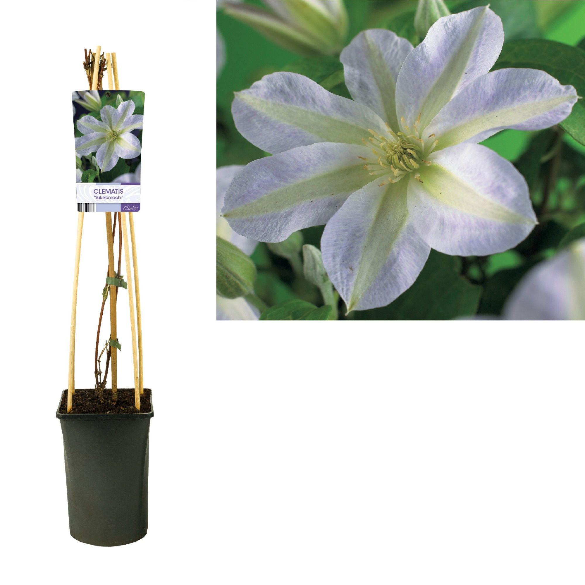 Clematis 'Yukikomachi' +light label, D 17