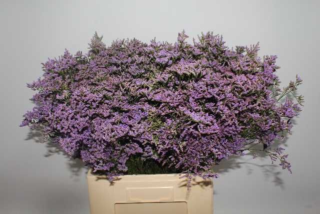 Лимониум Сафора Классик Блю 70, шт.