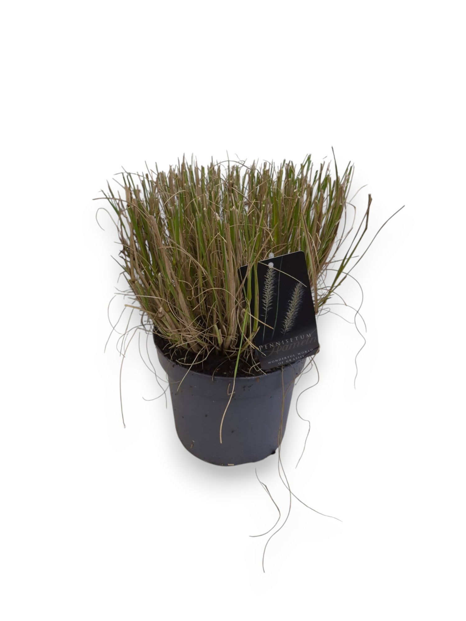 Pennisetum al. 'Hameln' C5/P23, D 23