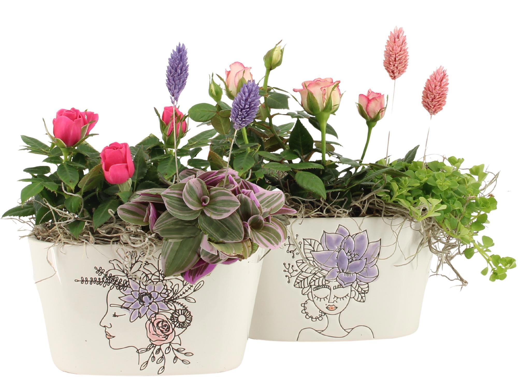 21704: Lovess arrangement, D 14