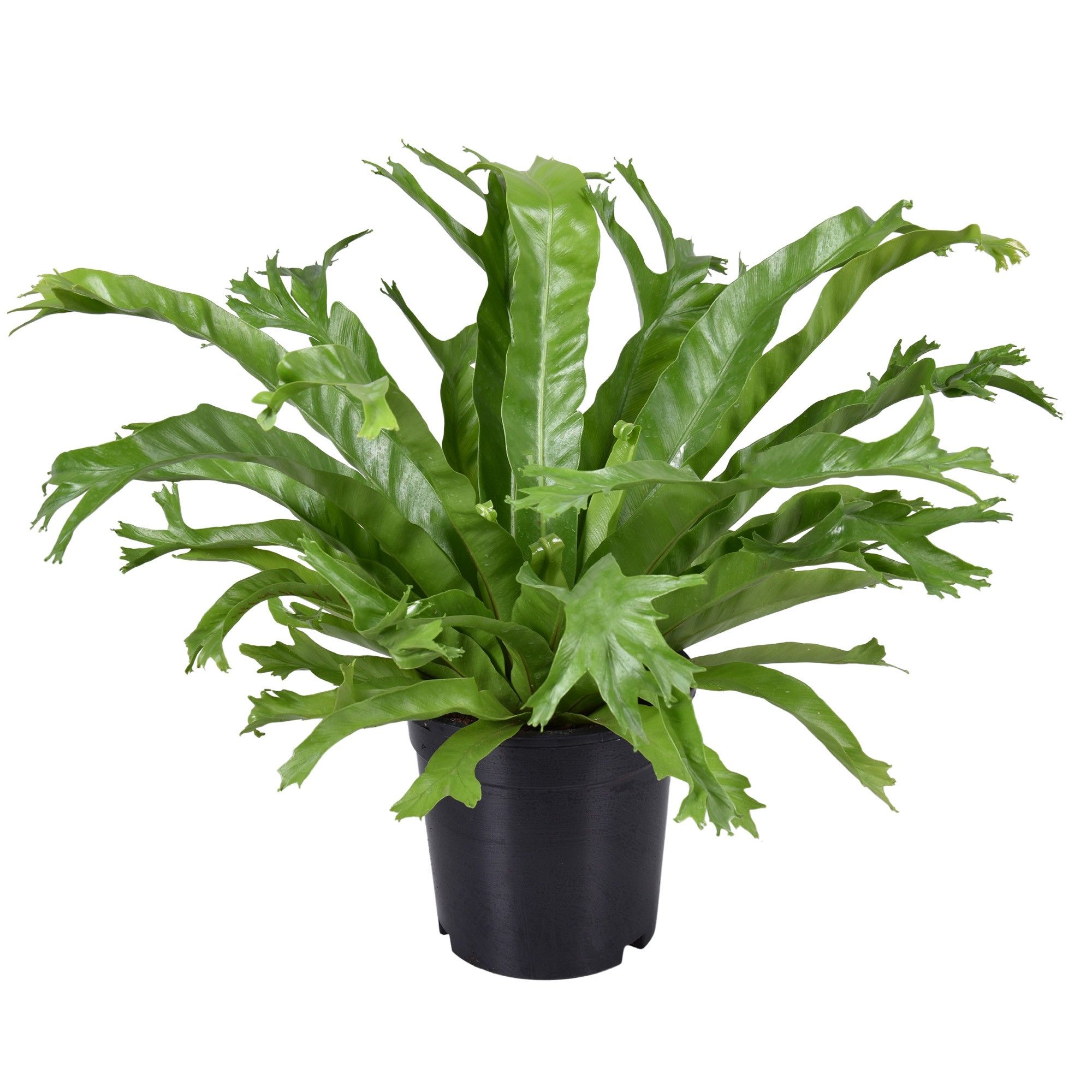 Asplenium Crissie, D 17