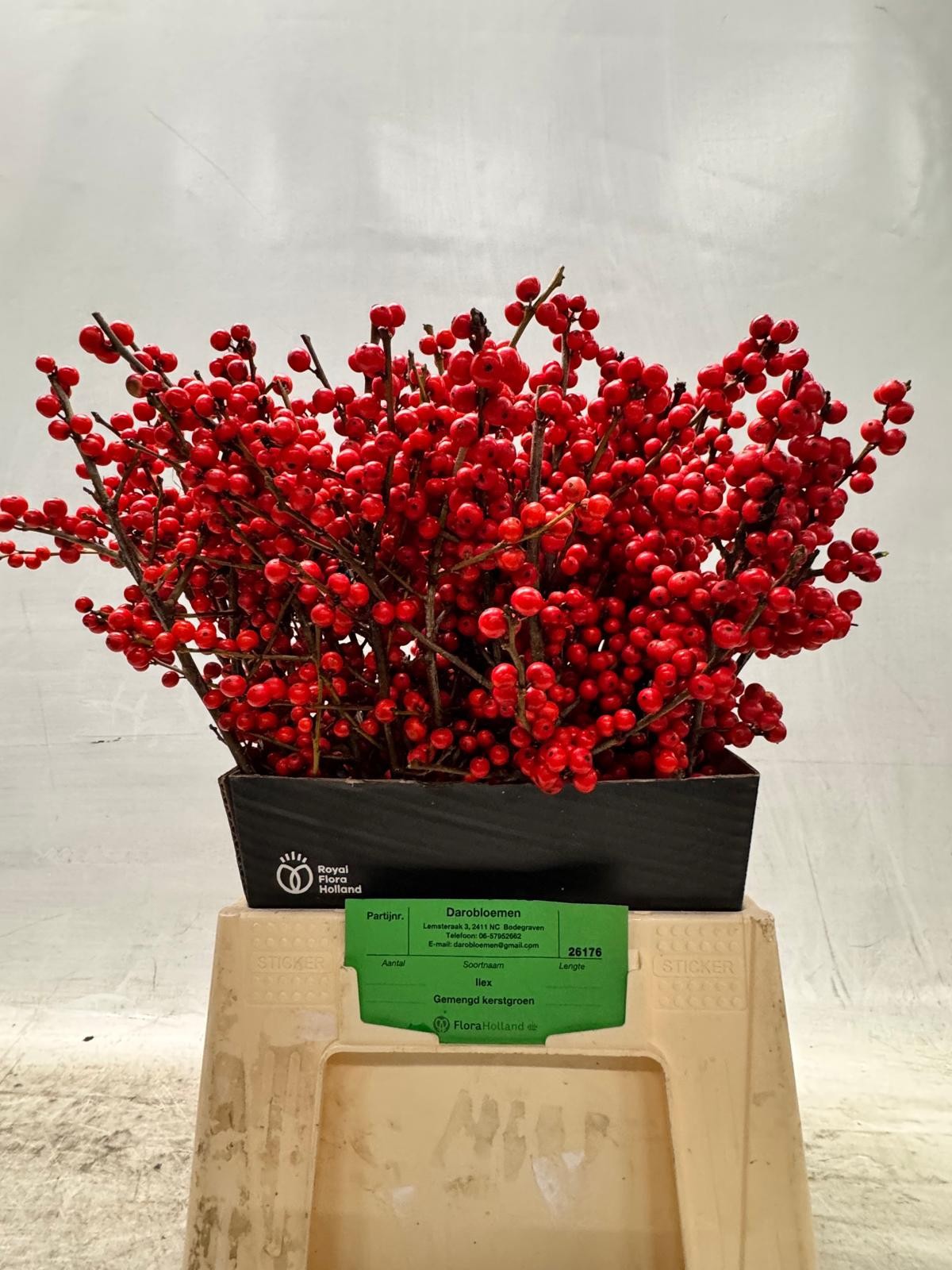 Илекс Красные ягоды 50, шт.