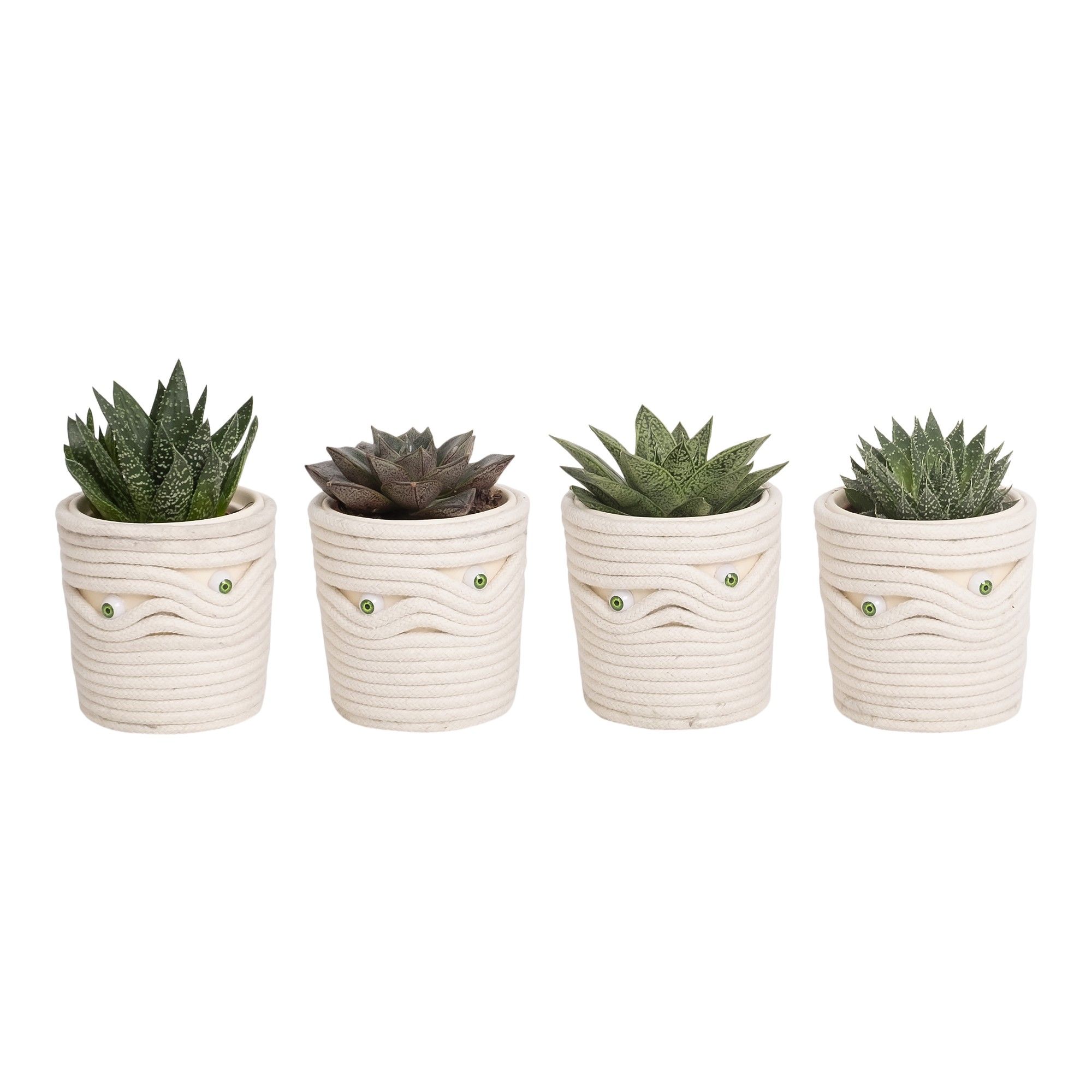 Under wraps with Succulent mix, D 6 cm