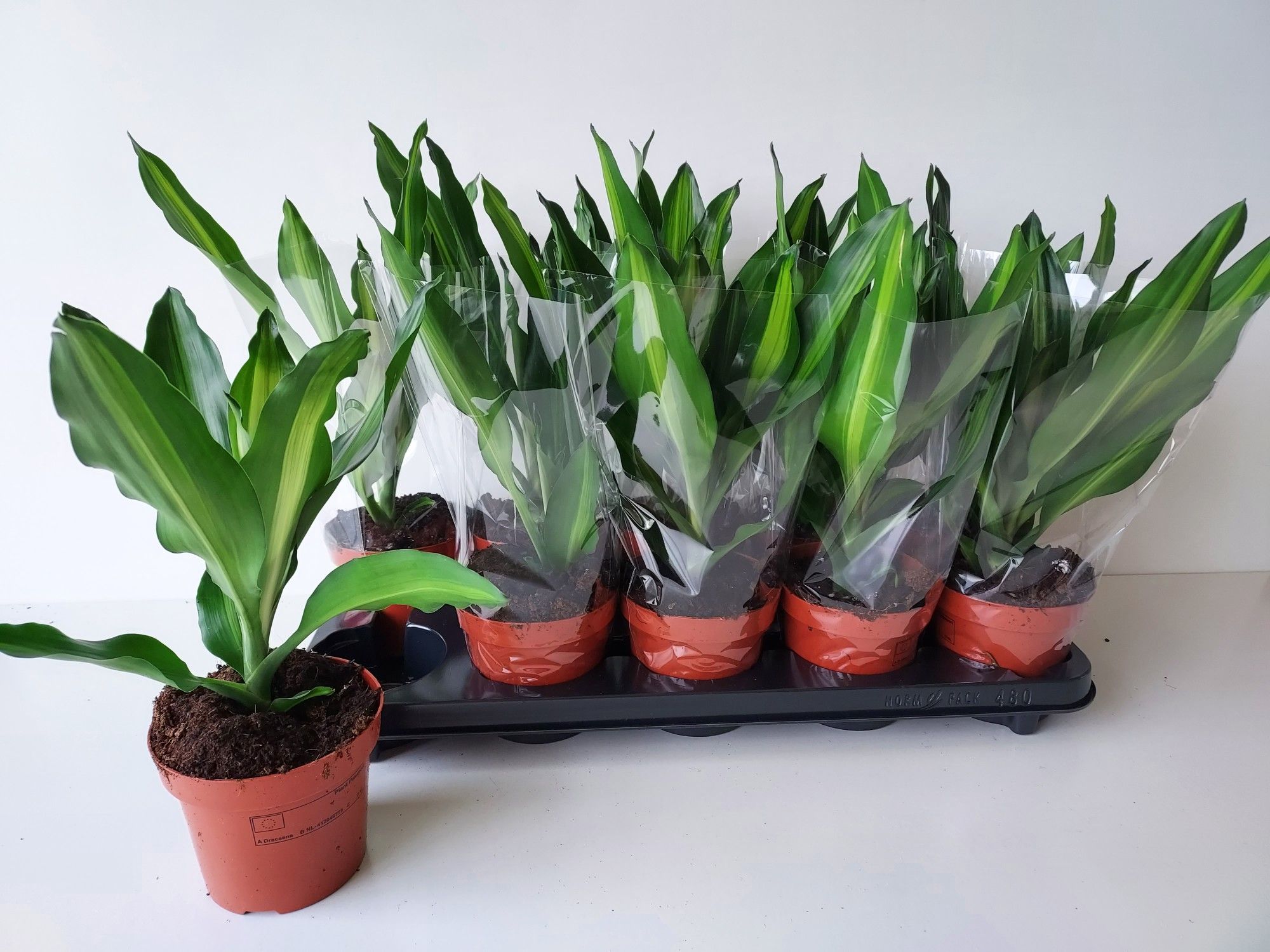 Dr. Stedneri Cintho, D 12