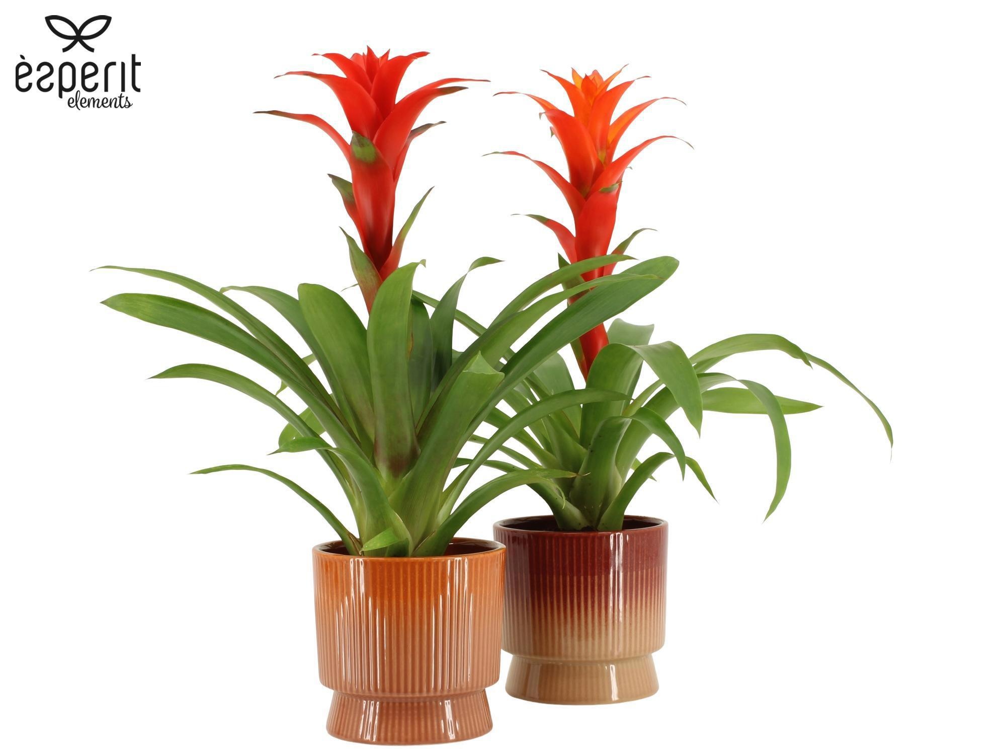 7504457: Solutionss Recreate, D 12