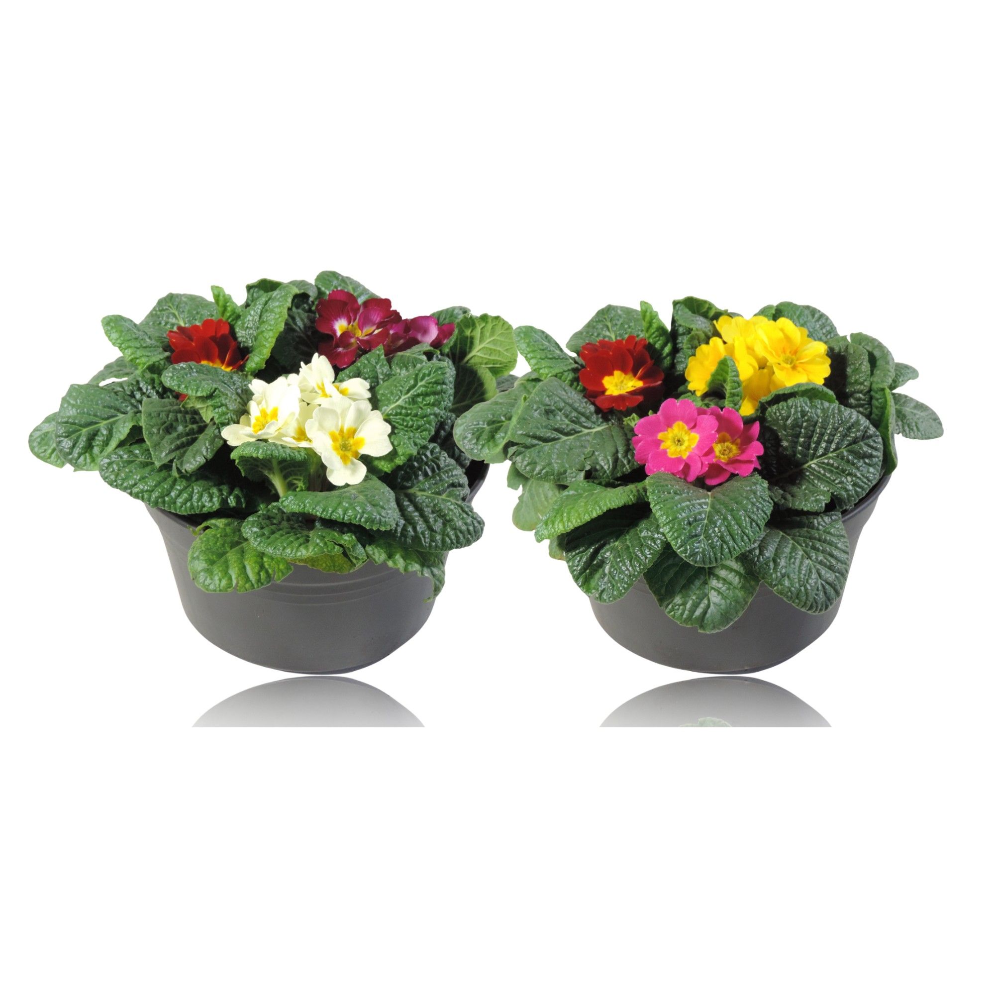 Primula Acaulis Carnaval Schaal 19 cm, D 19