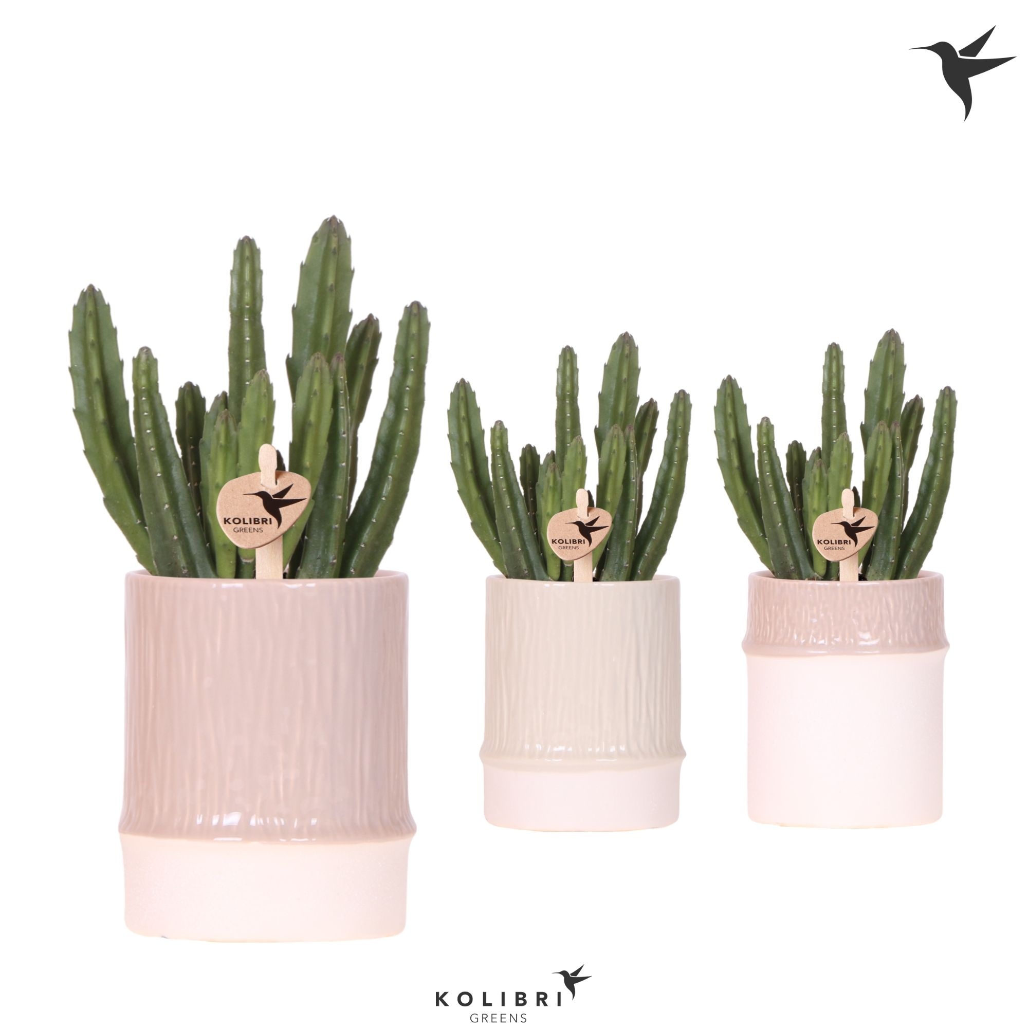 Kolibri Greens Stapelia Leendertziae in Bamboo pot mix, D 9