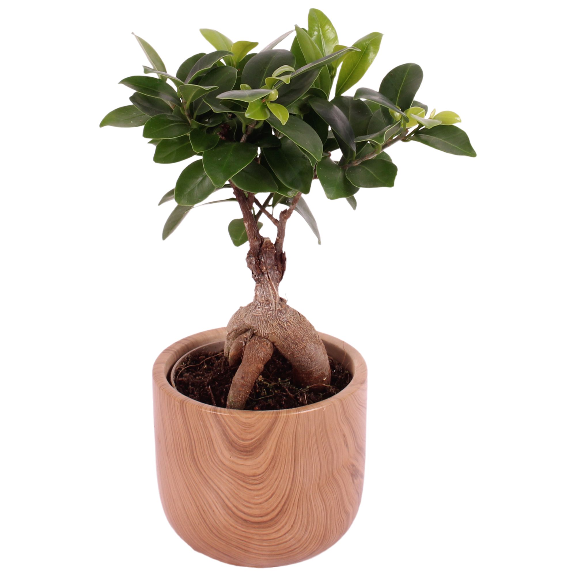 Ficus m. Ginseng Ball Shape Ø09cm in Ø11cm Ceramic NT565, D 11