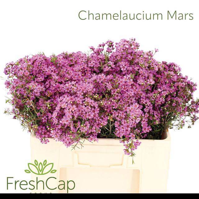 Шамелациум Гранд Юпитер 50, шт.