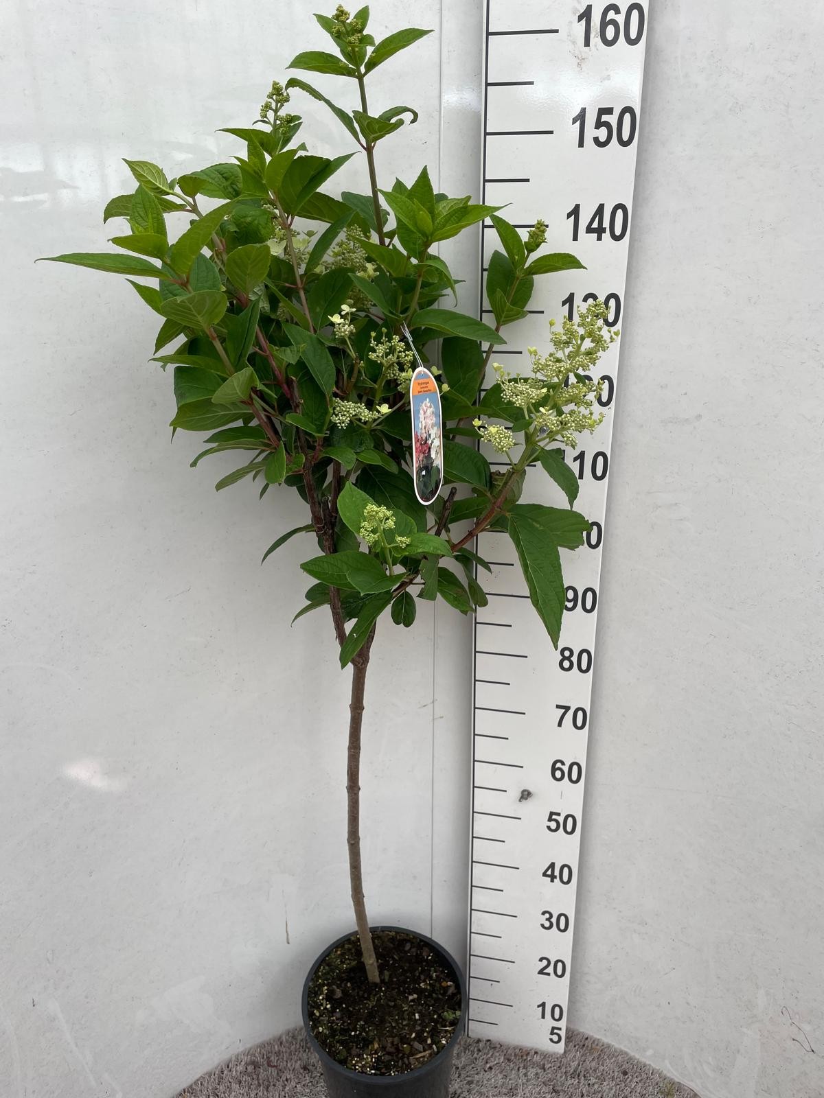 Hydrangea pan. Early Sensation 70 stam P28, D 28 cm