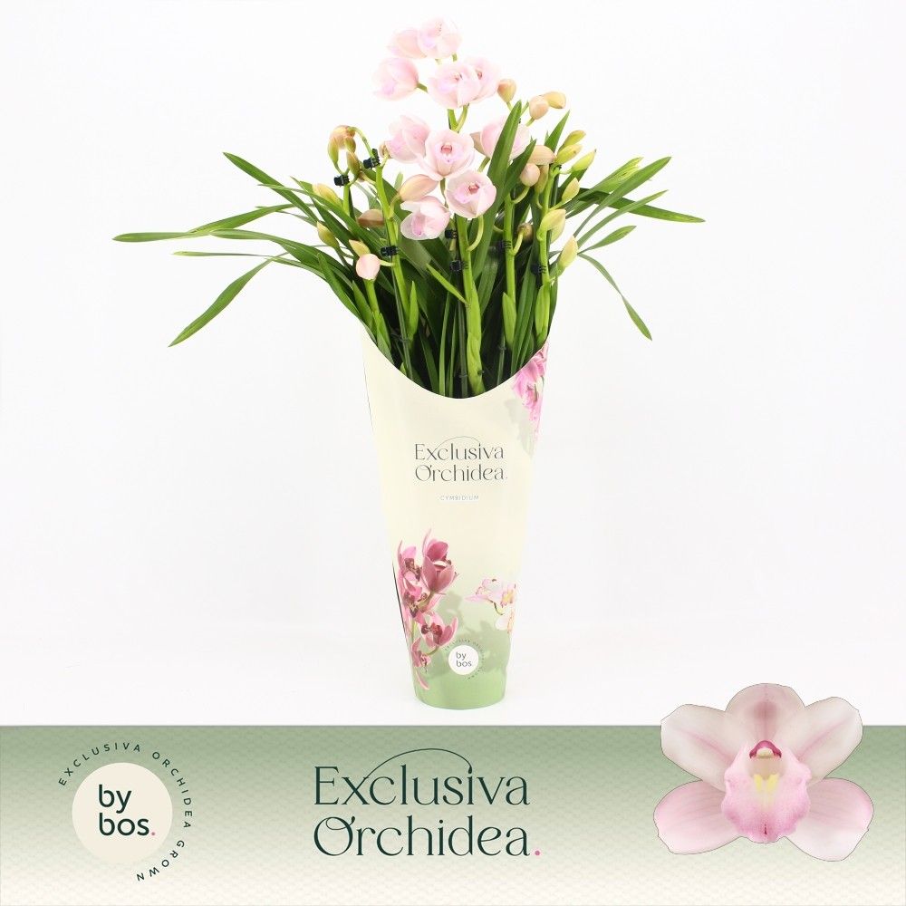 Cymbidium, Pink Bell 5-spike P14 'Exclusiva Orchidea' Potcover, D 14