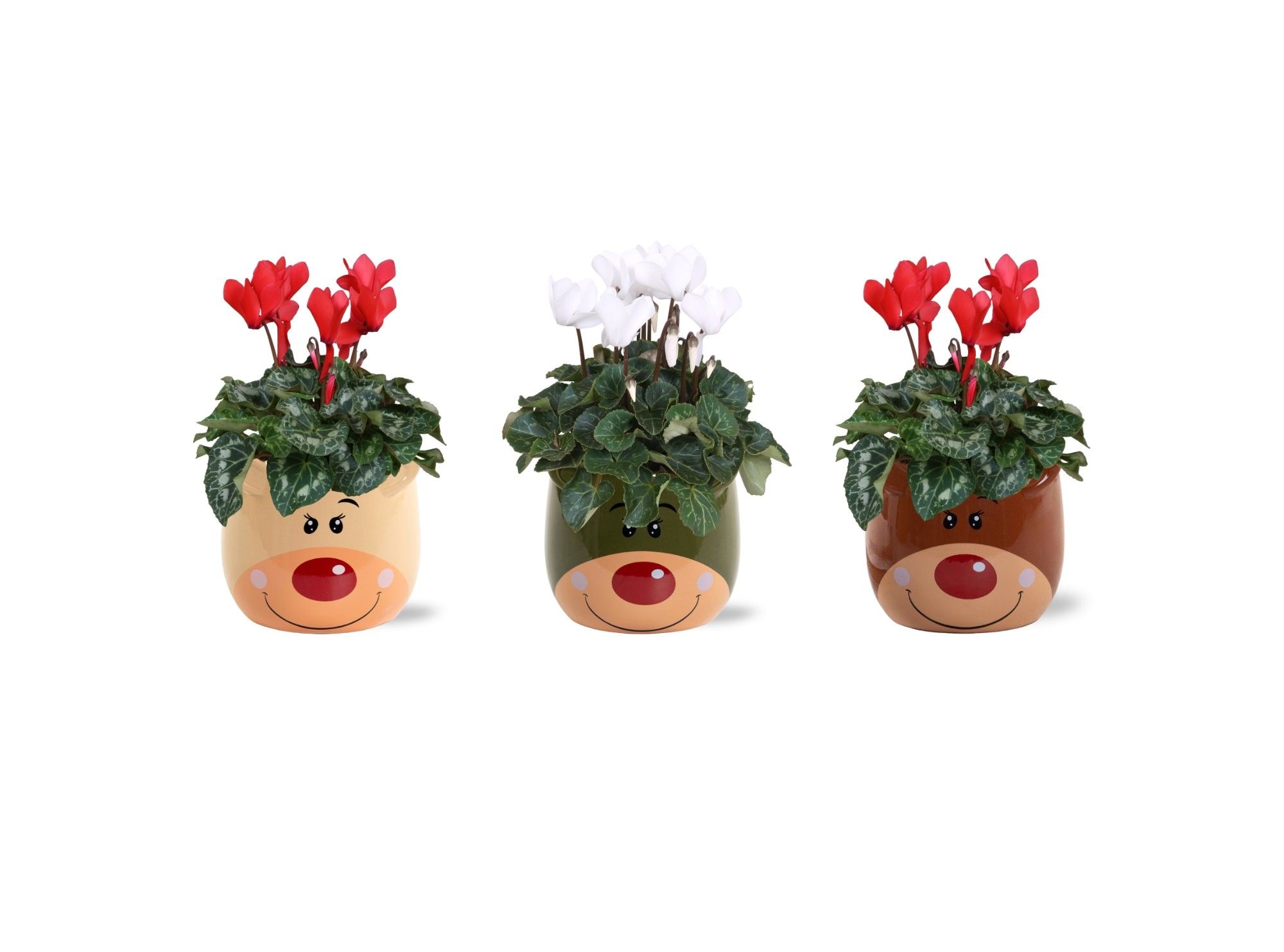 Collectie 'Bubble Collecties' - Cylcamen Rood Wit in Red Nose Keramiek, D 12