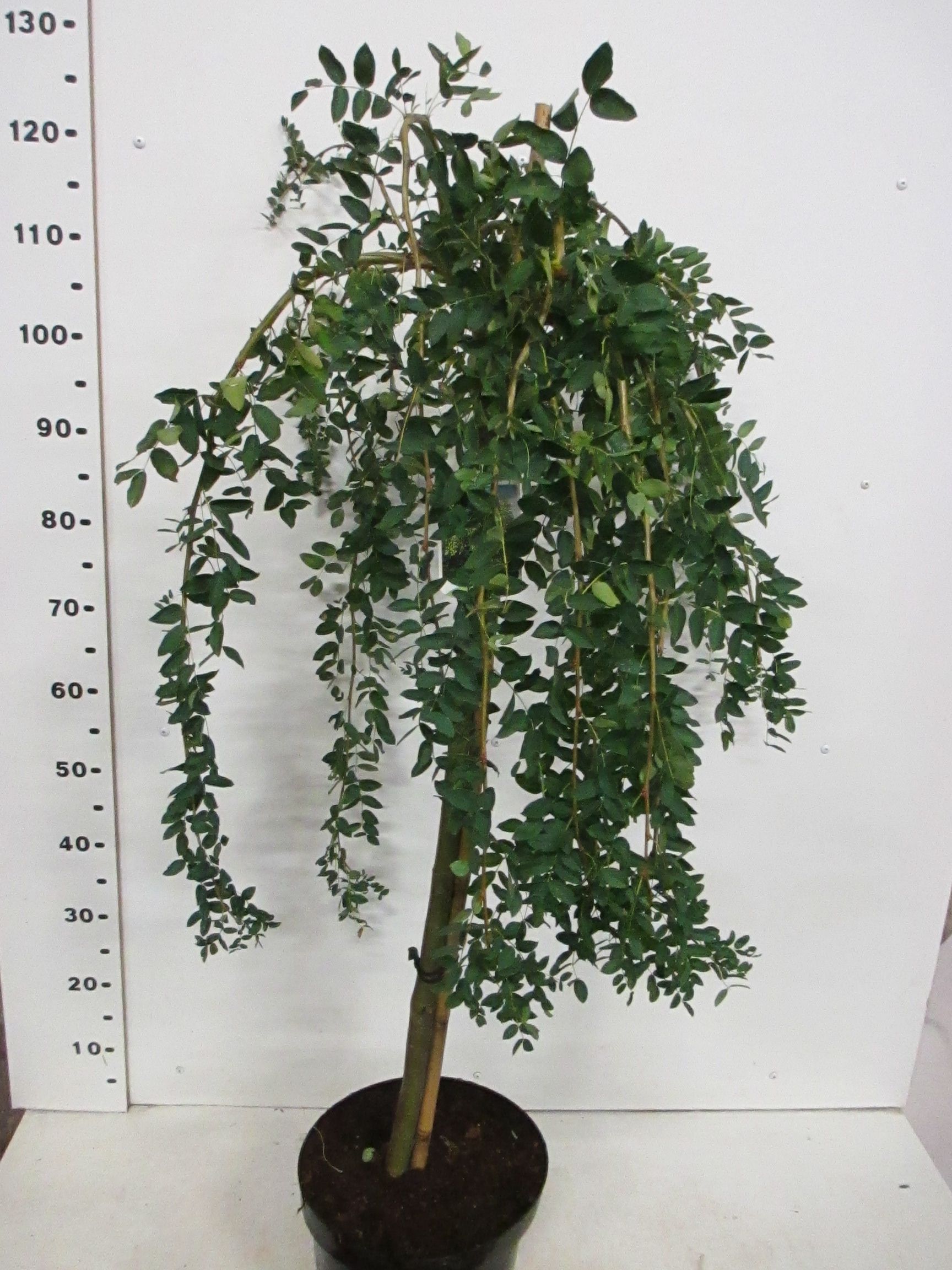 Caragana arb. Pendula 80st. P26 2 jr. kr., D 26 cm Caragana arb. Pendula 80st. P26 2 jr. kr., D 26 cm