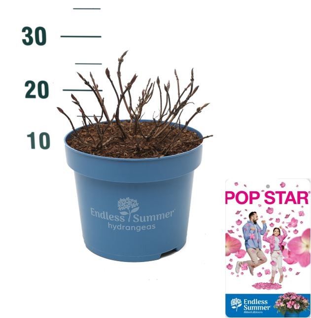 Hydrangea 'Pop Star Pink' - P23 - Endless Summer, D 23