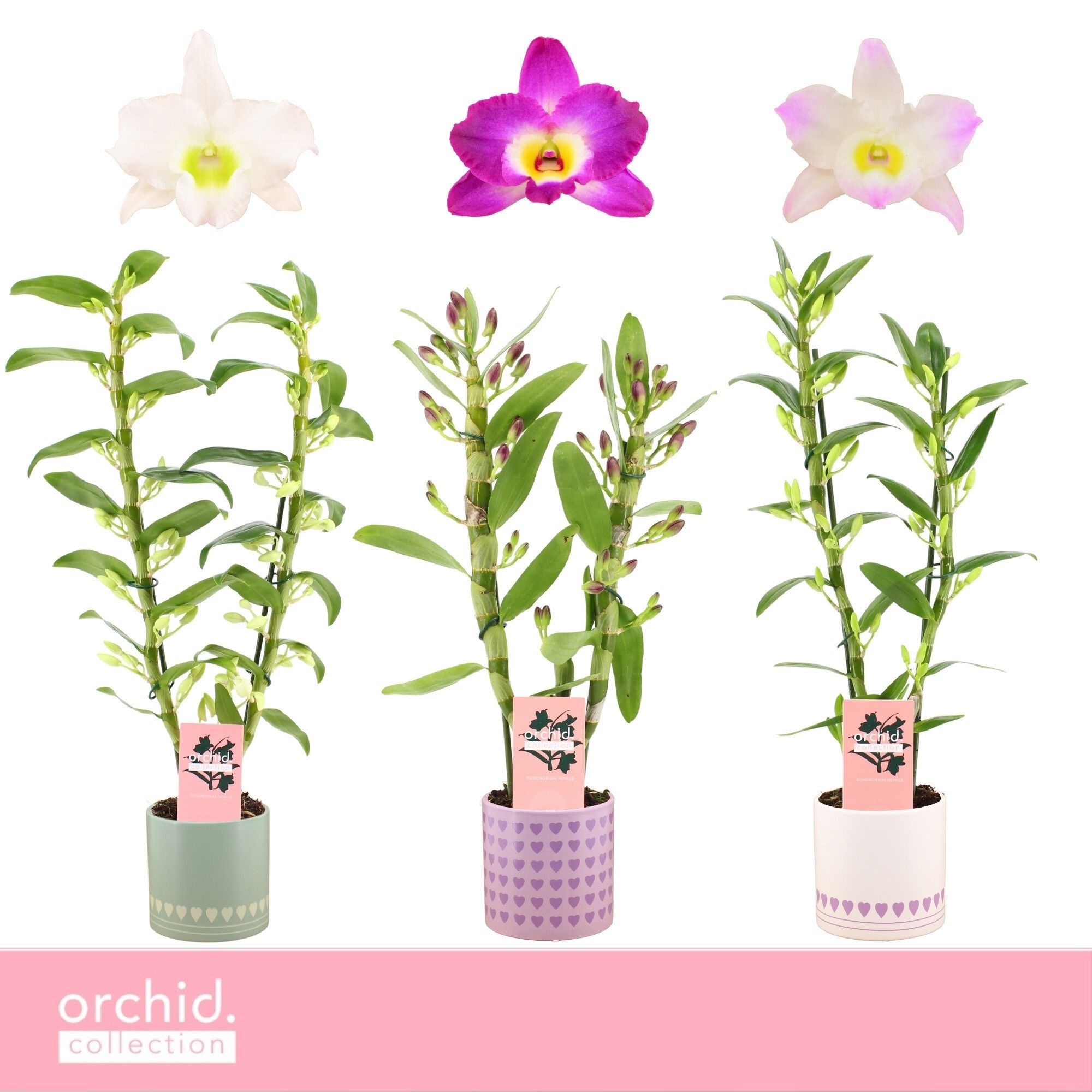 Dendrobium Nobilé, Mix 2-spike in Horizon Love 'Orchid Collection', D 12