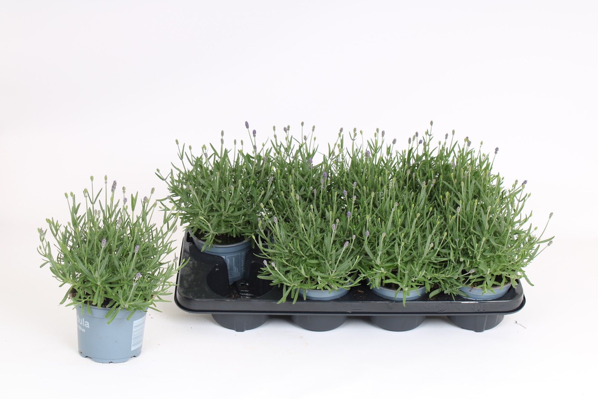 Lavandula angustifolia 'Essence Purple', D 12